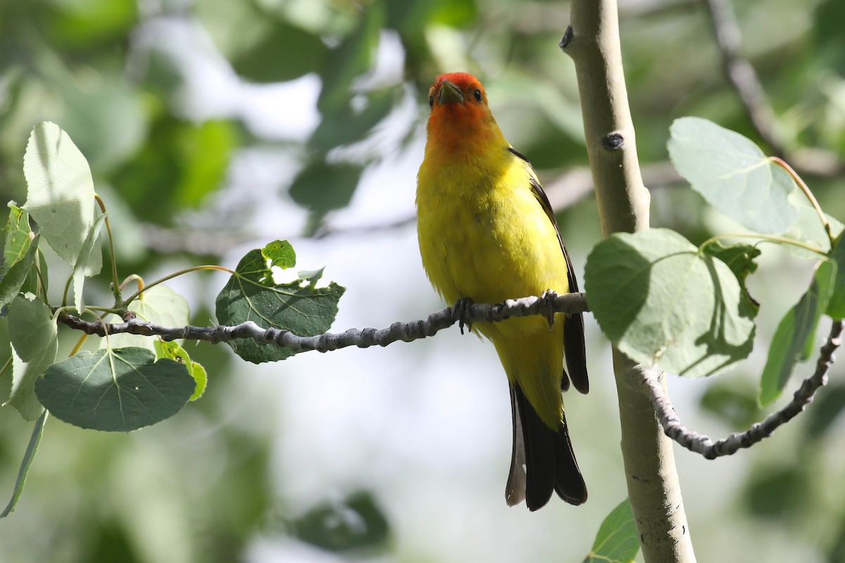 Western Tanager - ML218012851