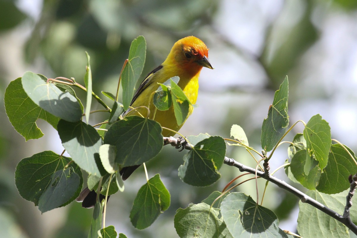 Western Tanager - ML218012861