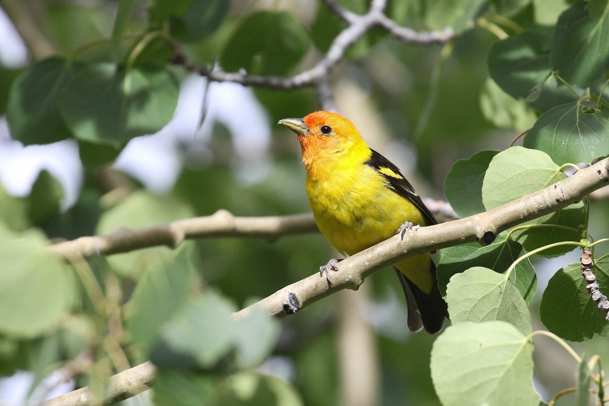 Western Tanager - ML218012871