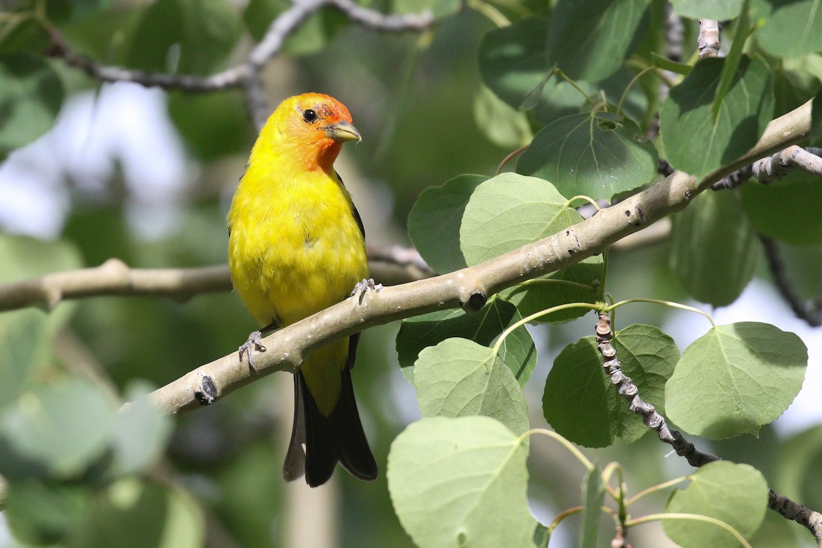 Western Tanager - ML218012881
