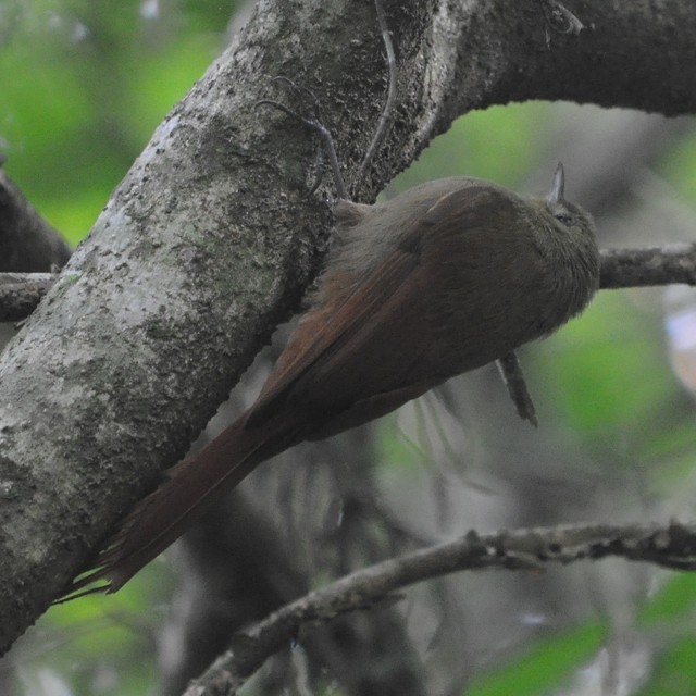 Olivaceous Woodcreeper - ML218014581