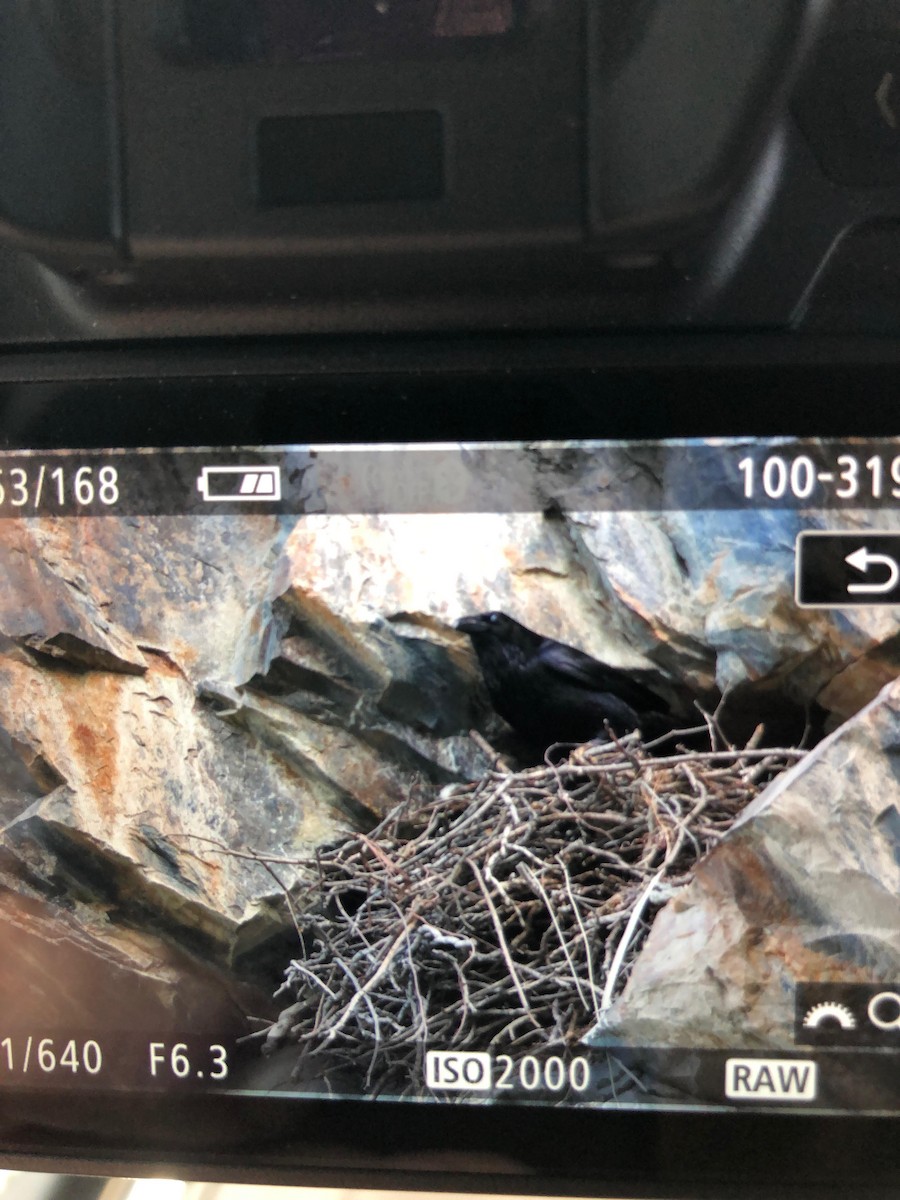 Common Raven - ML218014741