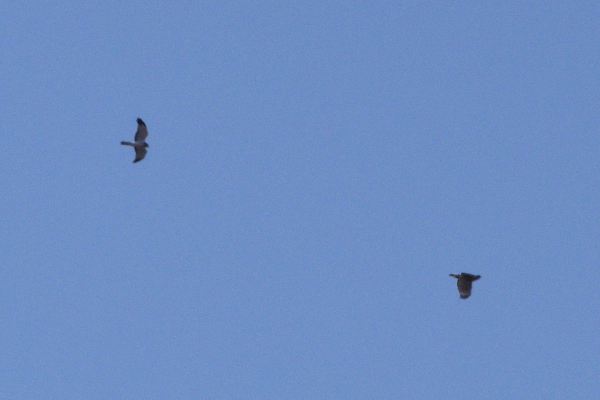 Northern Harrier - Kiah R. Jasper