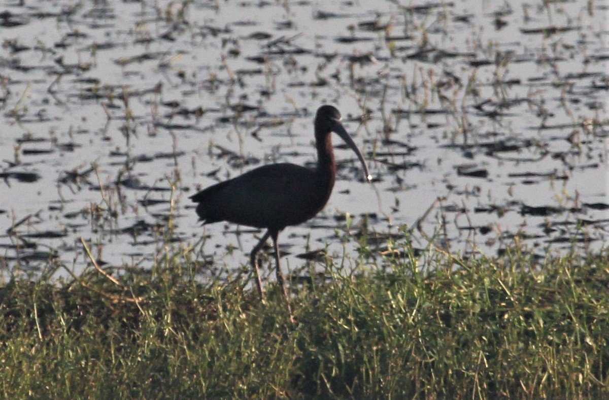 ibis hnědý - ML218015991