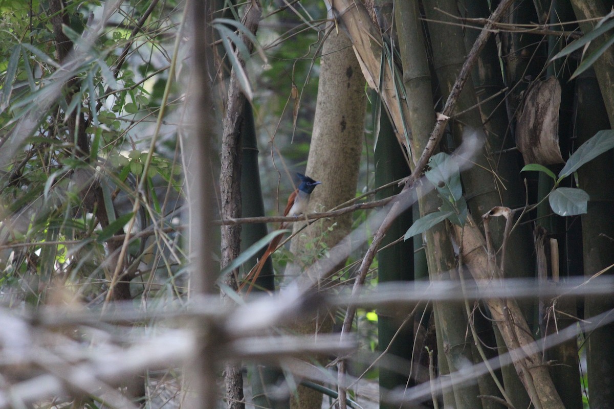 Indian Paradise-Flycatcher - ML218016421
