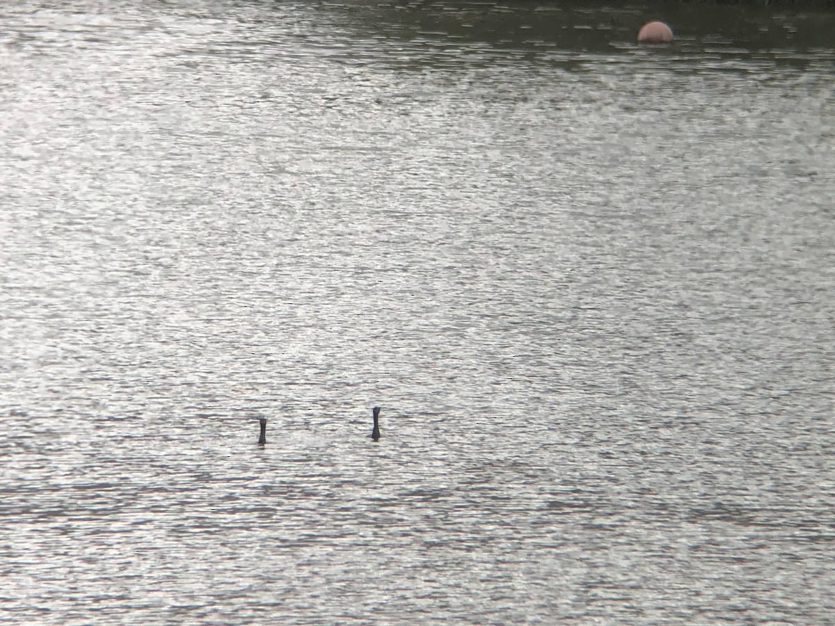 Neotropic Cormorant - ML218017161