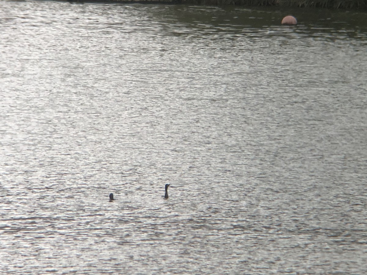 Neotropic Cormorant - ML218017201