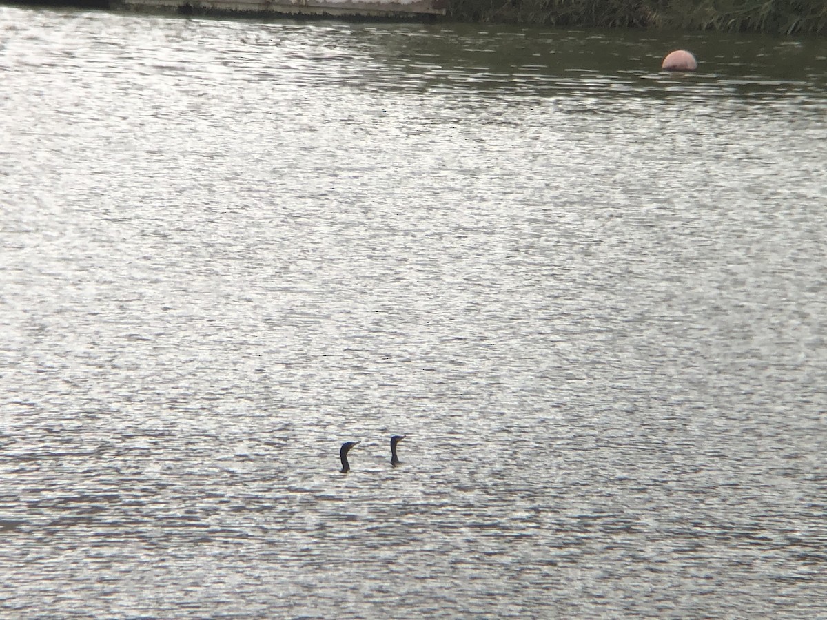 Neotropic Cormorant - ML218017221