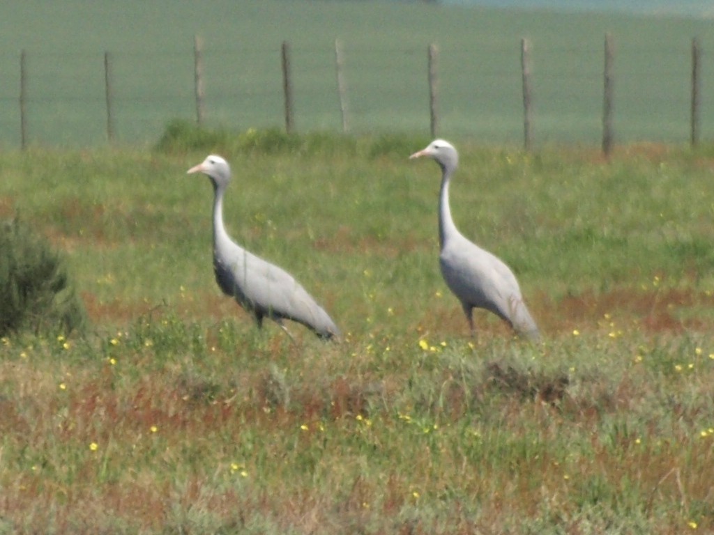 Blue Crane - ML218017821