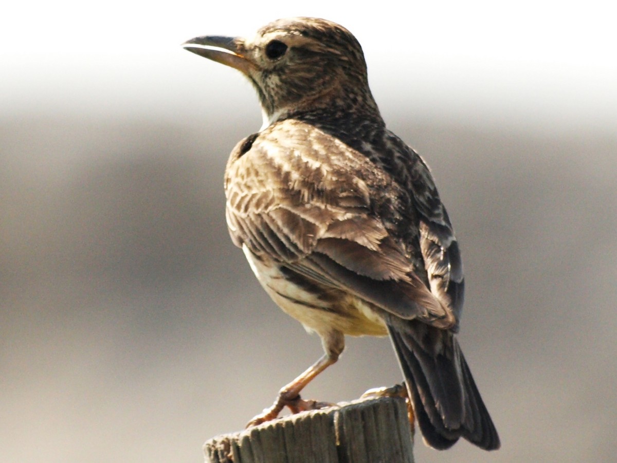 Large-billed Lark - ML218018261