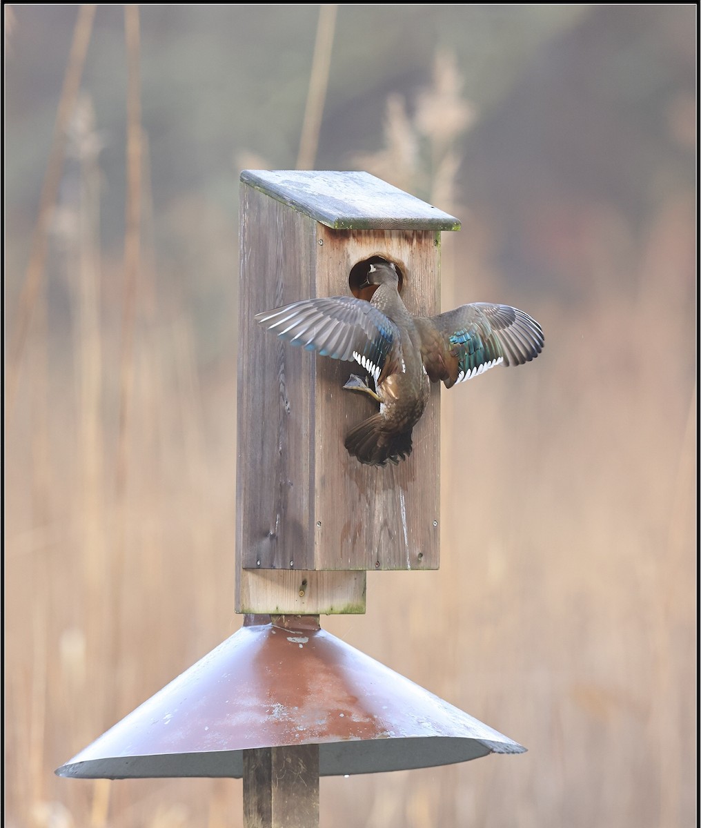 Wood Duck - ML218018611