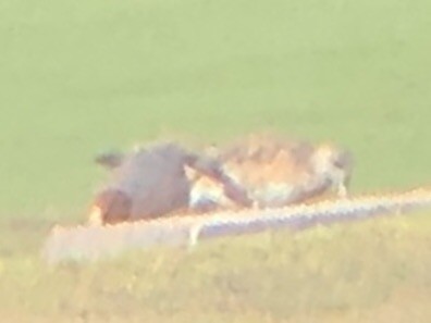 Eurasian Wigeon - ML218018771