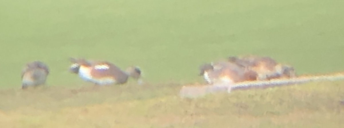 Eurasian Wigeon - logan kahle