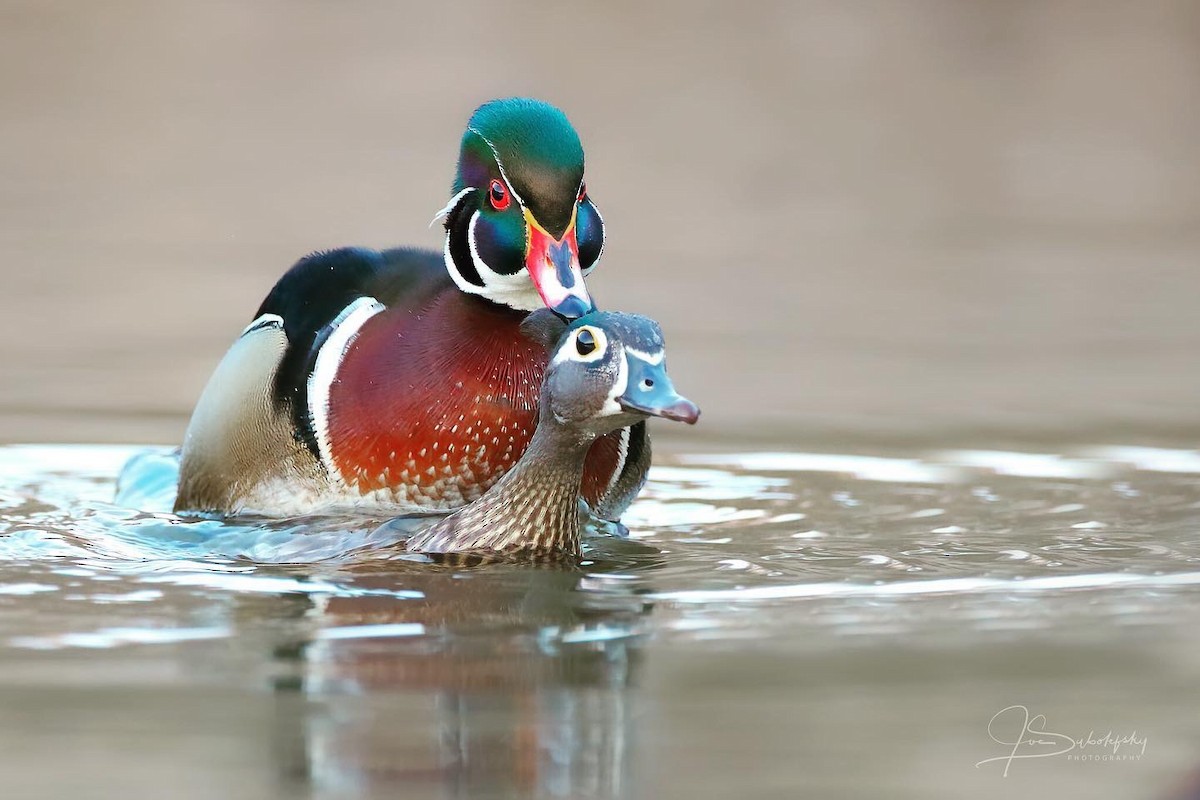 Wood Duck - ML218020751