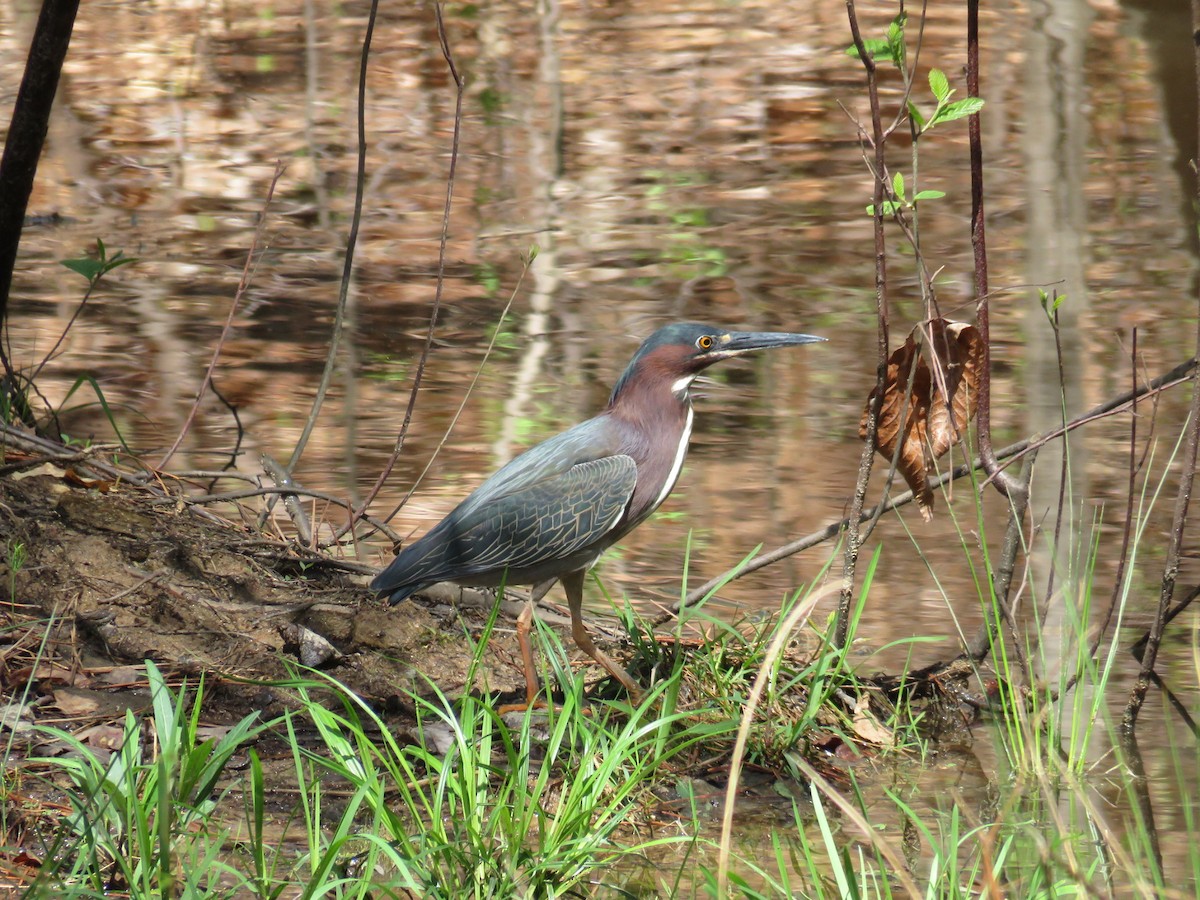 Green Heron - ML218020781