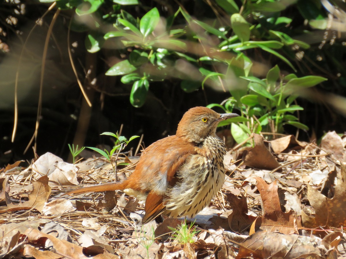 Brown Thrasher - Kathy Miller