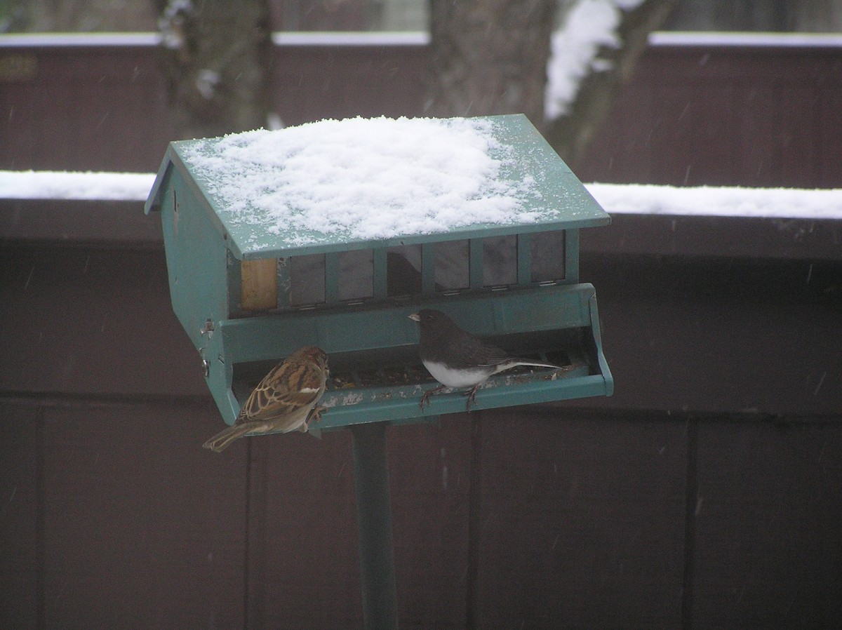 vrabec domácí - ML218021741