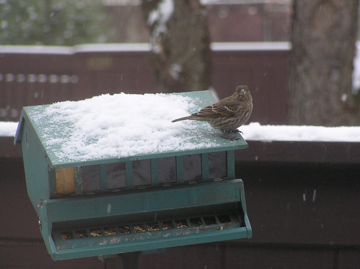 hýl rudoprsý - ML218021781