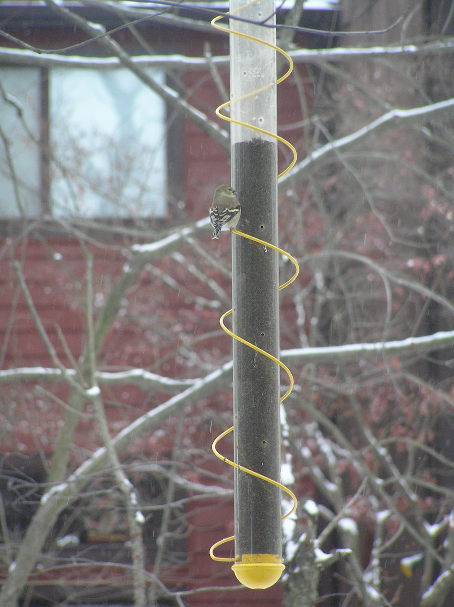 čížek žlutý - ML218021831