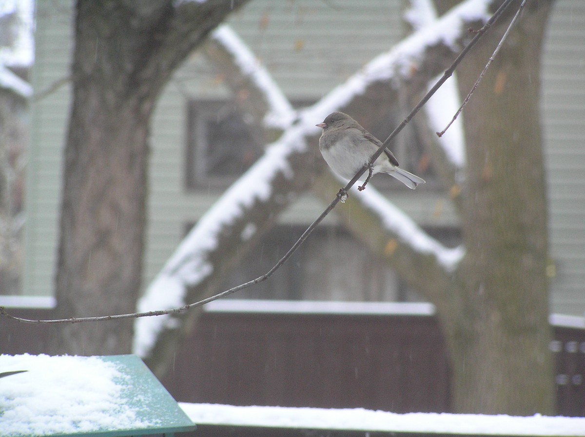 strnadec zimní - ML218021901