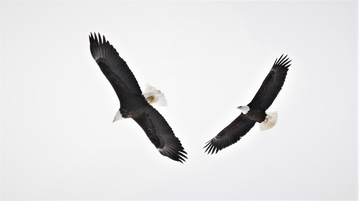 Bald Eagle - ML218022121