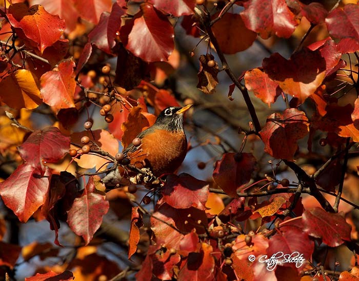 American Robin - ML21802271