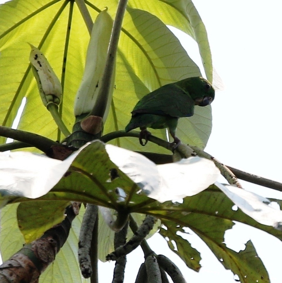 Dusky-billed Parrotlet (Dusky-billed) - ML218023691