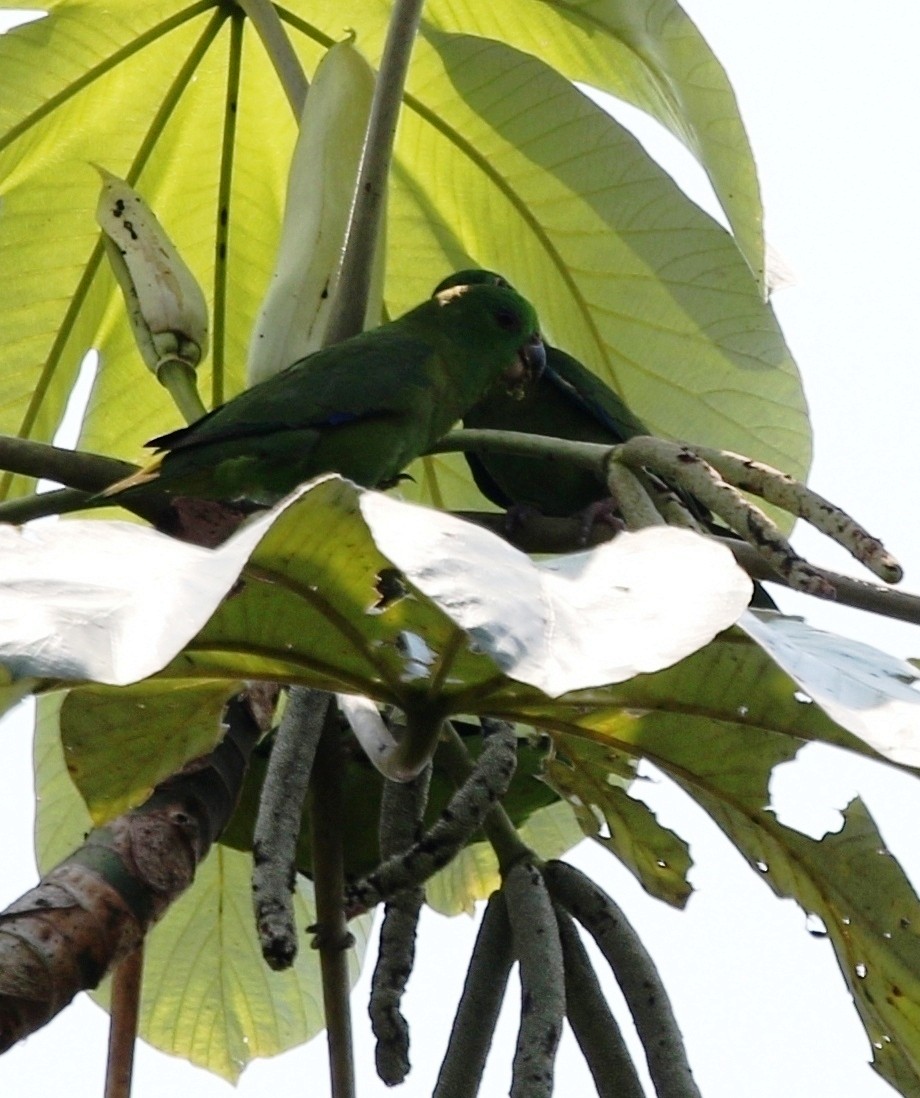 Dusky-billed Parrotlet (Dusky-billed) - ML218023701