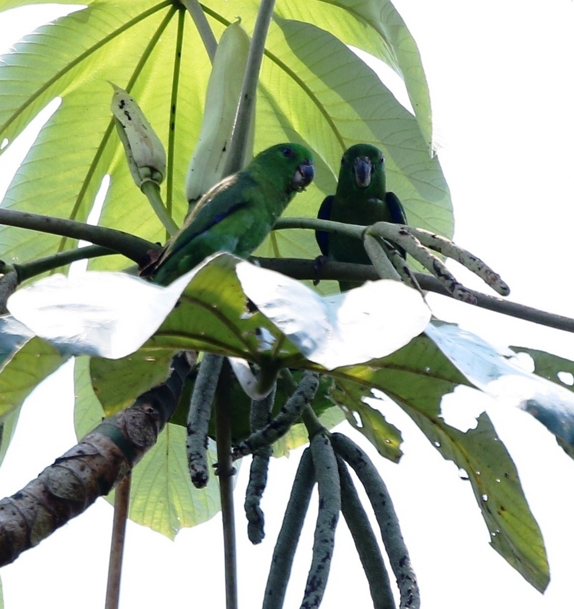 Dusky-billed Parrotlet (Dusky-billed) - ML218023711