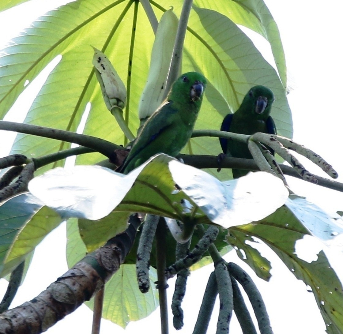 Dusky-billed Parrotlet (Dusky-billed) - ML218023771