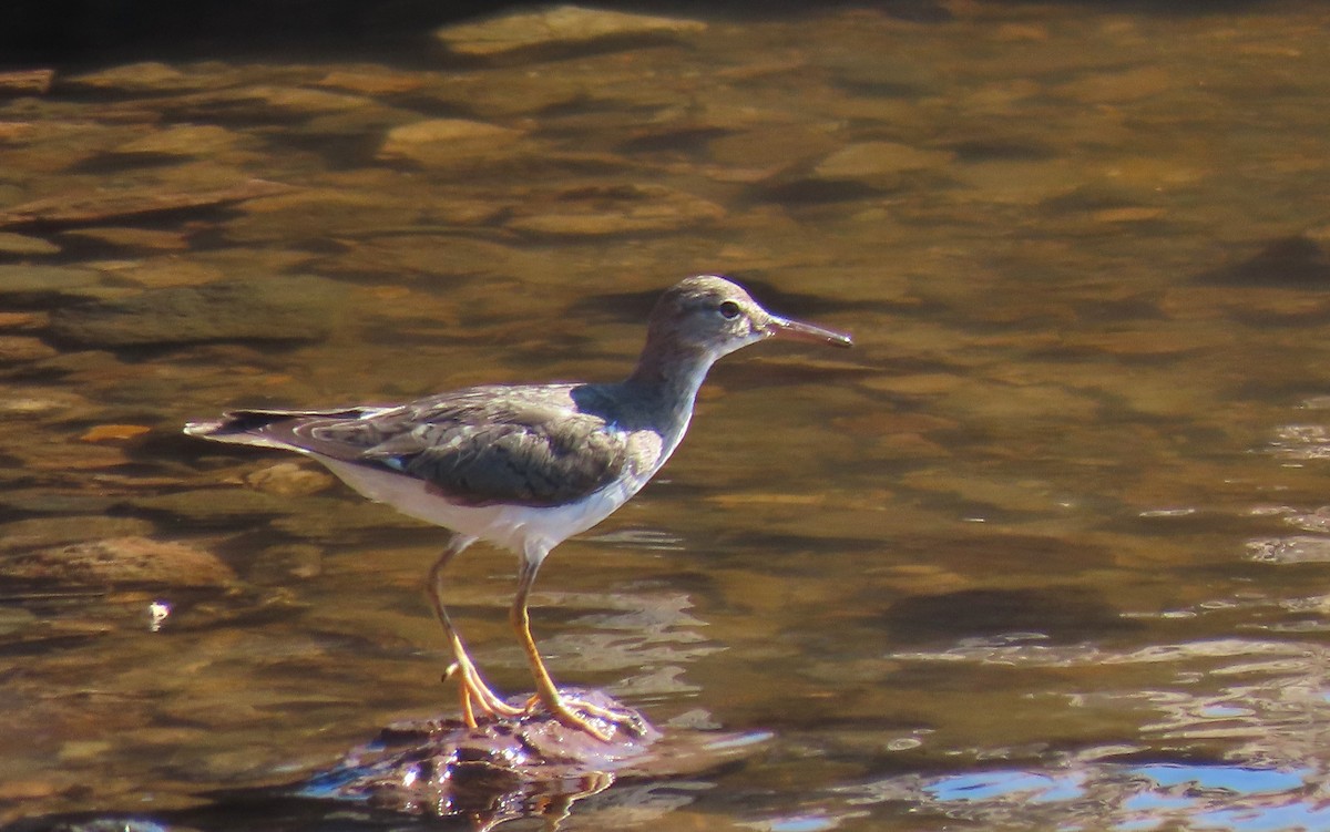 Spotted Sandpiper - ML218024451