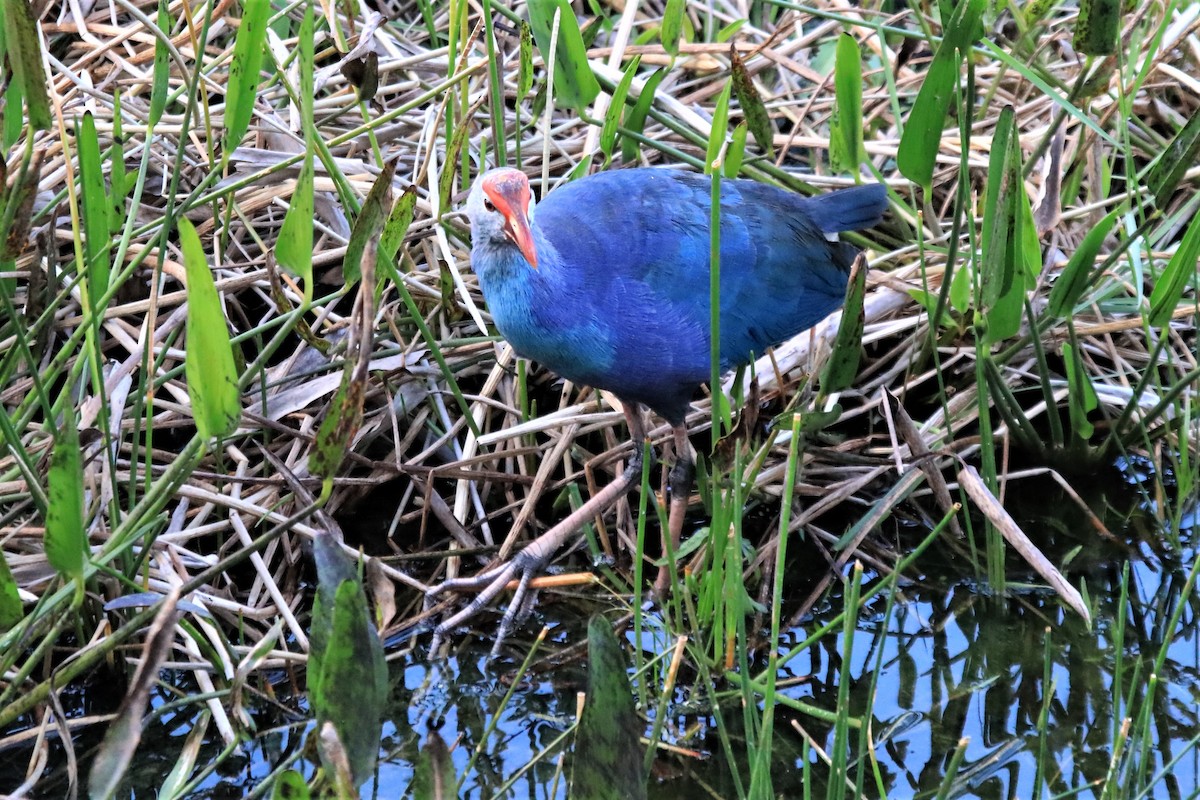 eBird Checklist - 16 Jan 2017 - Harns Marsh - 7 species