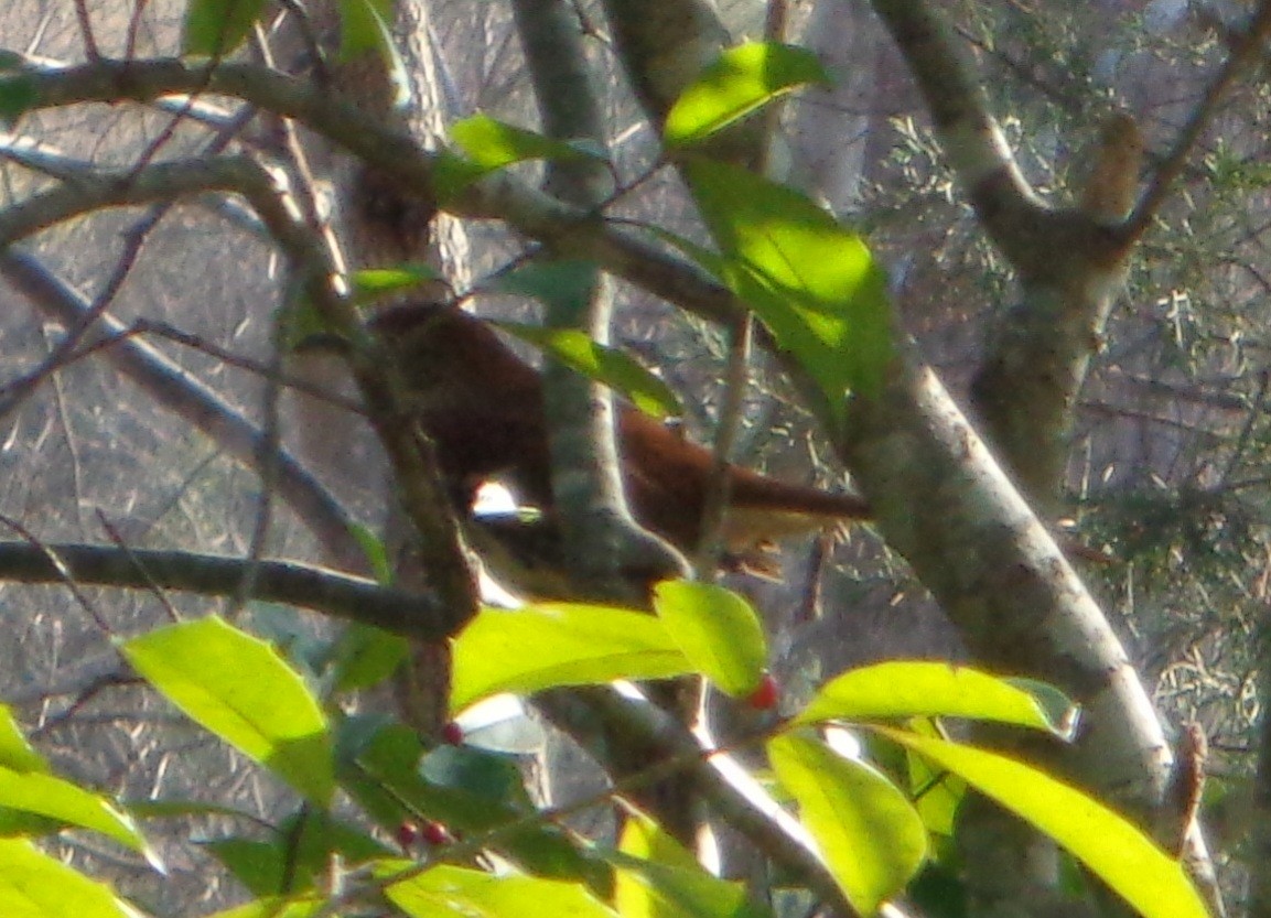 Brown Thrasher - ML21802611