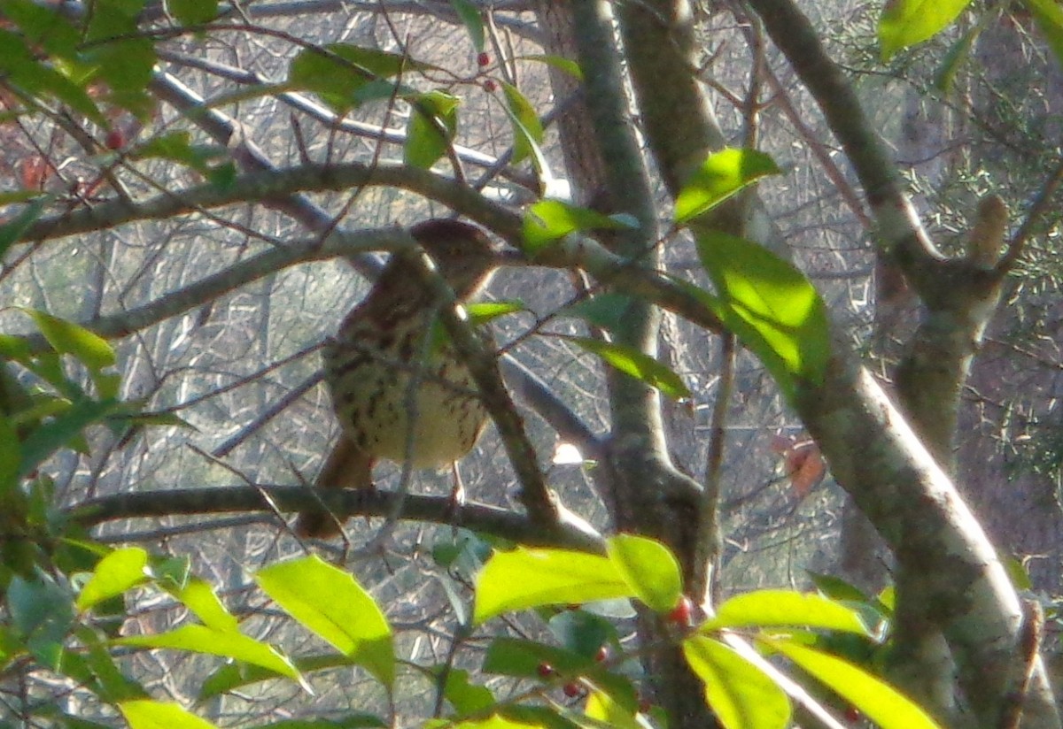 Brown Thrasher - LynnErla Beegle