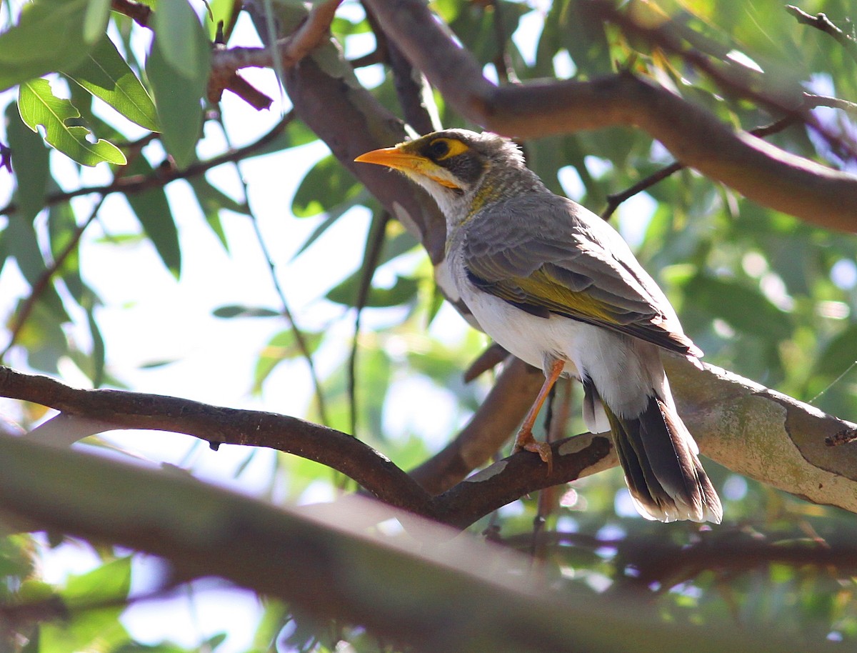 Yellow-throated Miner - ML218028271