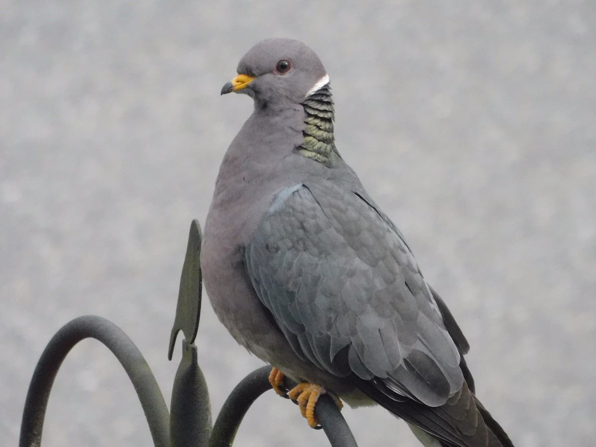 Band-tailed Pigeon - Grant Edwards