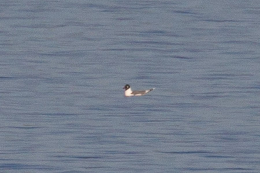 Franklin's Gull - ML218028881