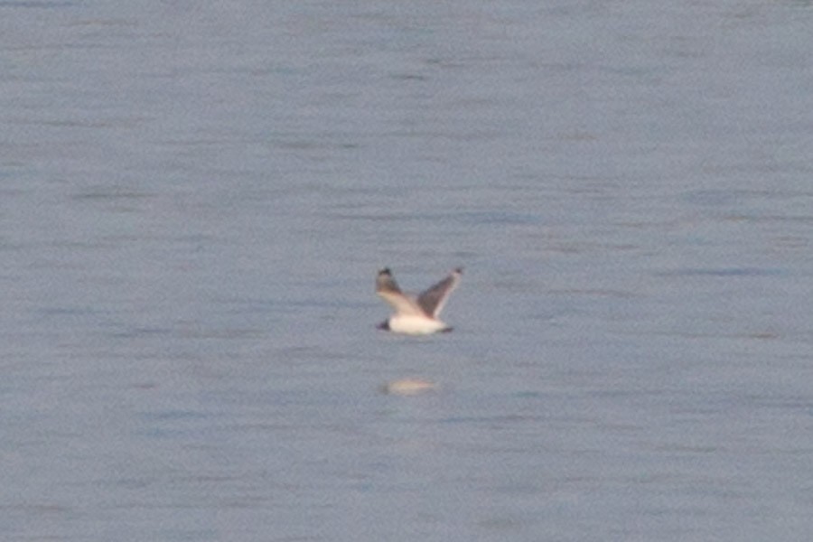 Franklin's Gull - ML218028891