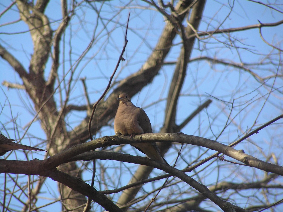 hrdlička karolínská - ML218030361