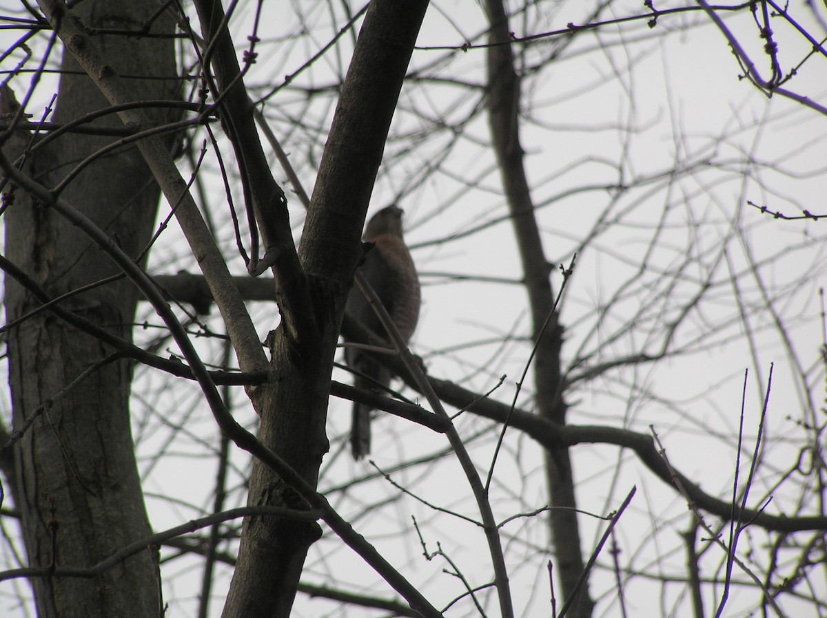 jestřáb americký - ML218030401