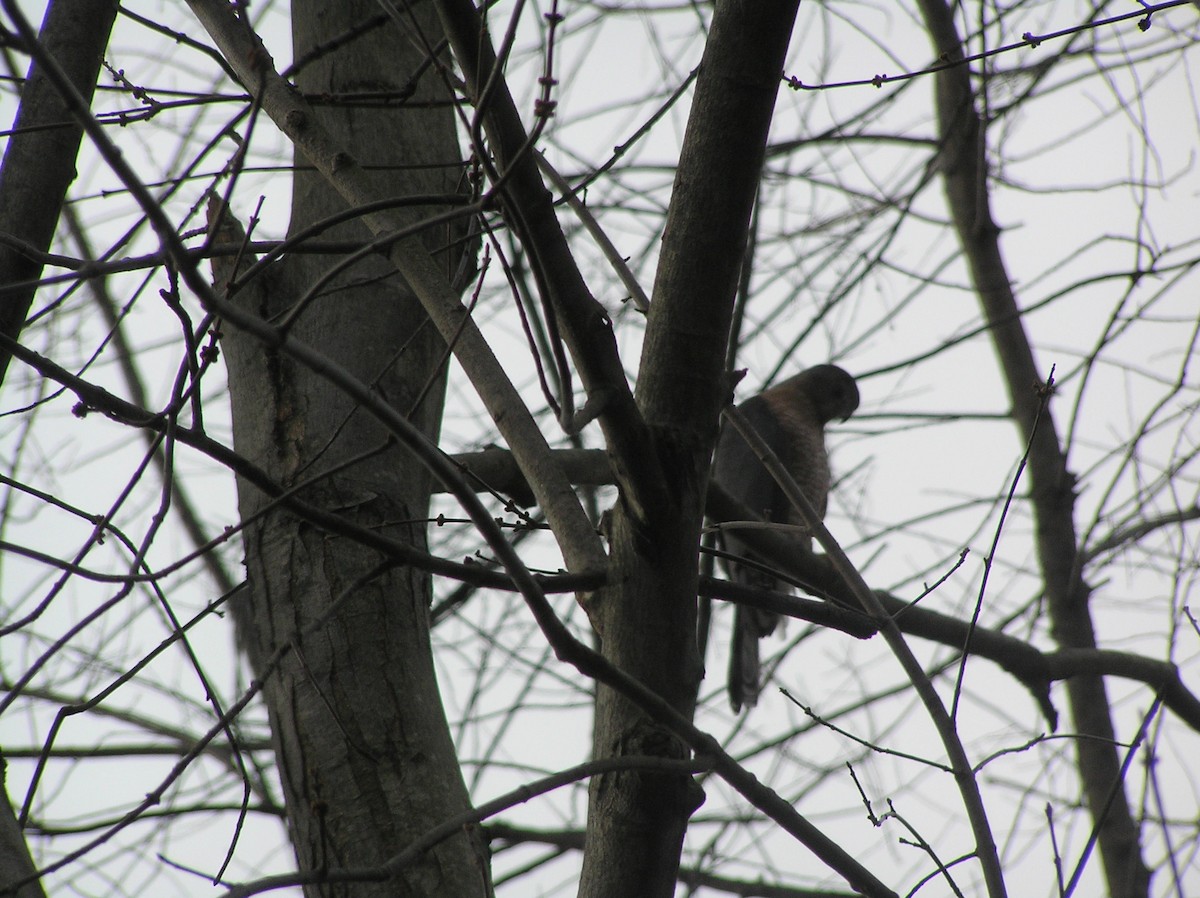 jestřáb americký - ML218030421