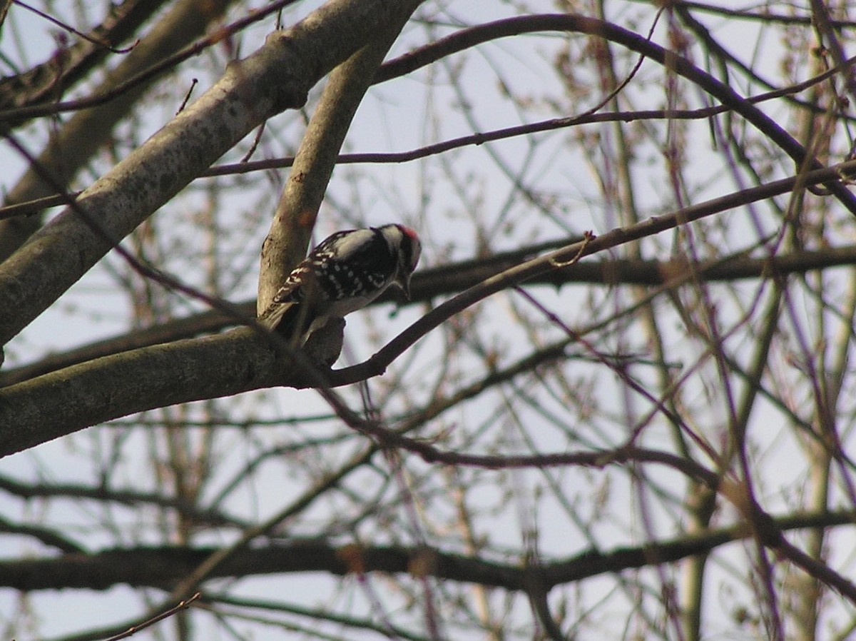 strakapoud osikový - ML218030571