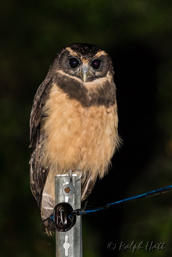 Tawny-browed Owl - Ralph Hatt