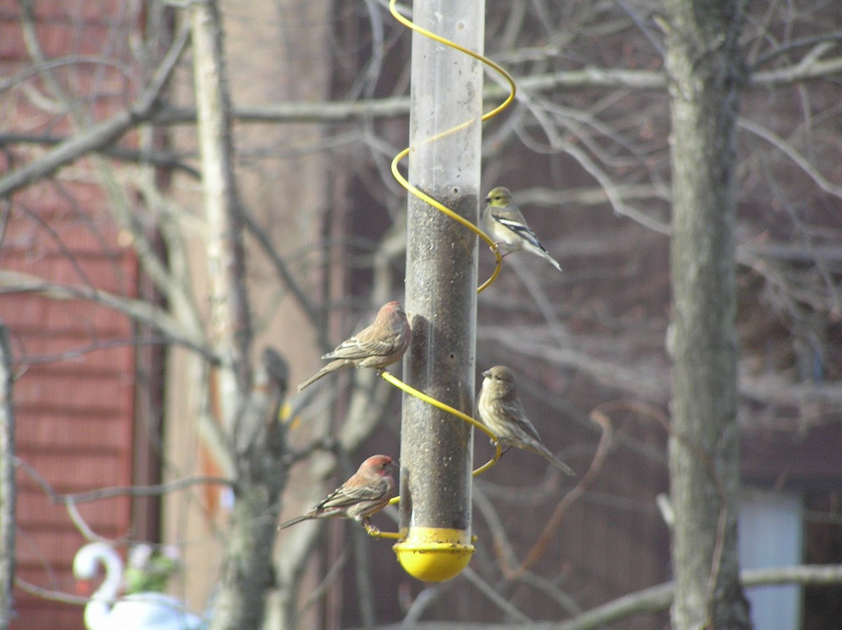 hýl rudoprsý - ML218030801