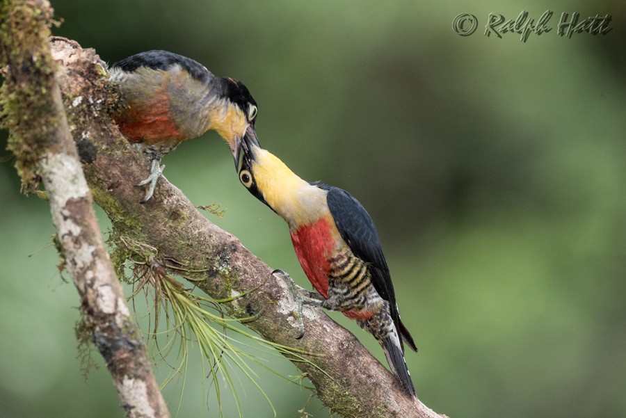 Yellow-fronted Woodpecker - Ralph Hatt