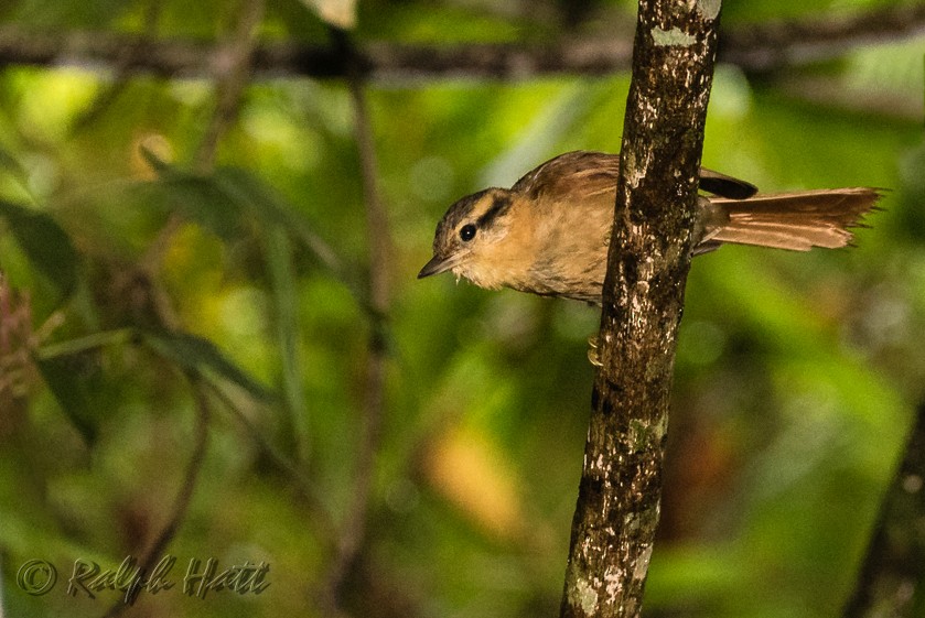 Ochre-breasted Foliage-gleaner - Ralph Hatt