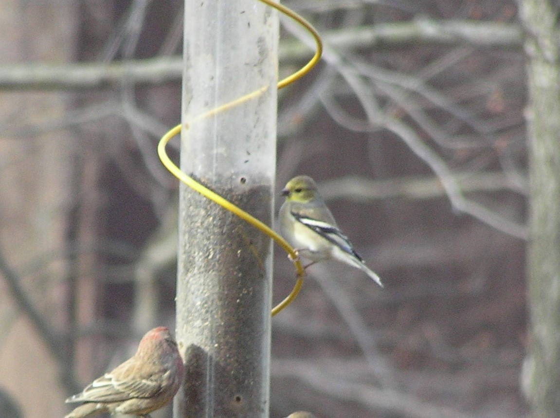 čížek žlutý - ML218031381