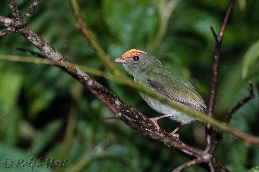 Swallow-tailed Manakin - ML218031461