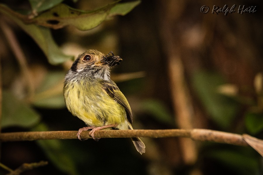 Eared Pygmy-Tyrant - Ralph Hatt