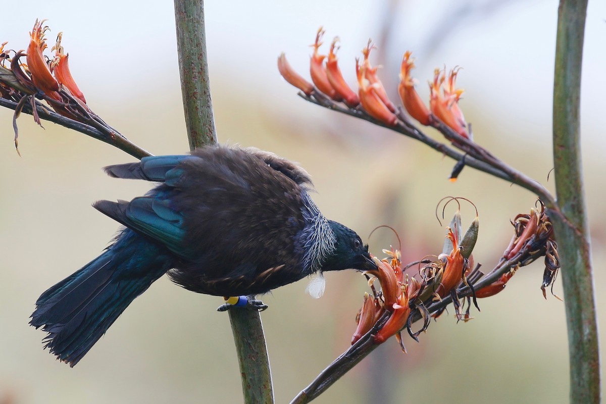 Mielero Tui - ML218032311